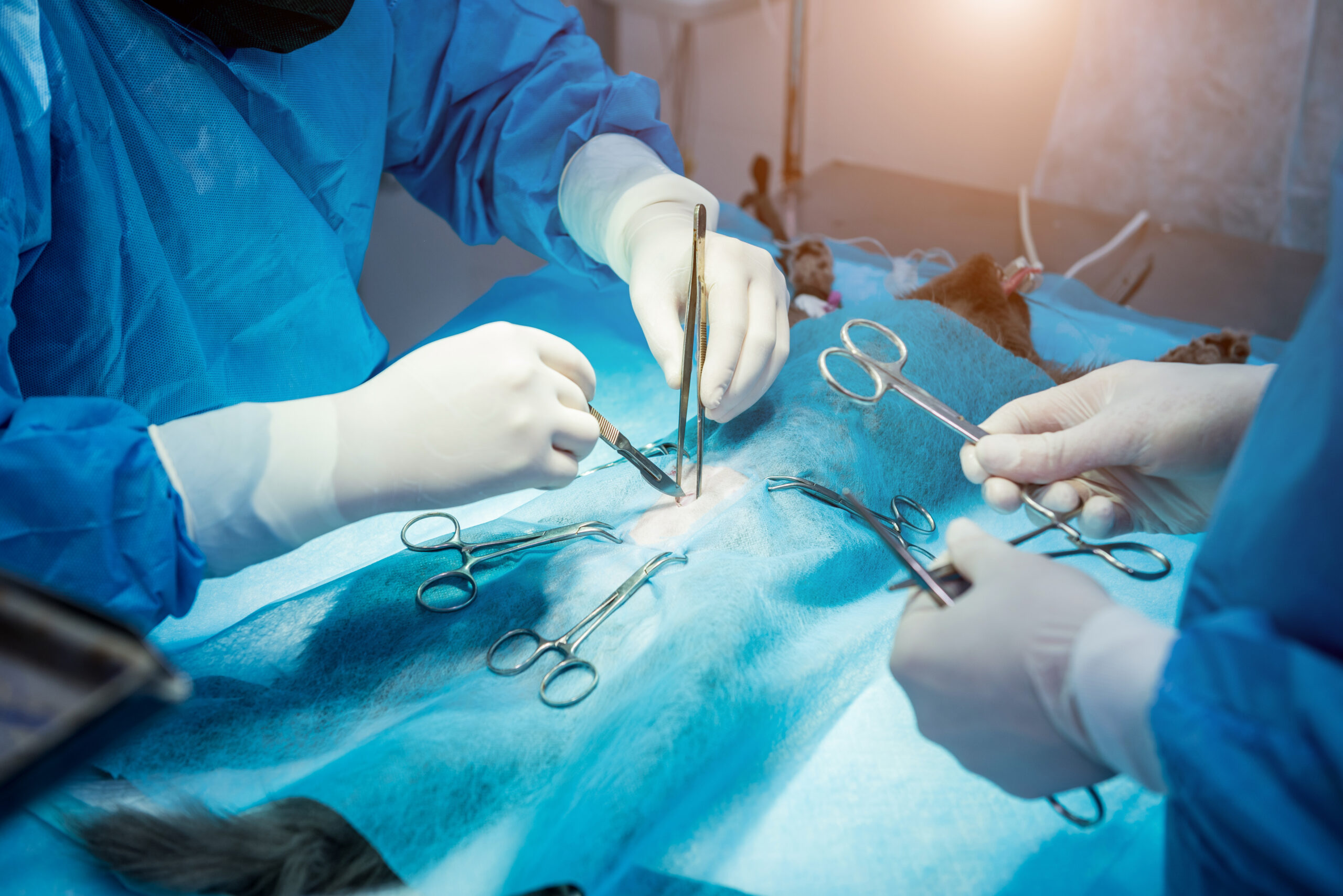 Veterinary Surgery - Animal Emergency Hospital Palm Coast